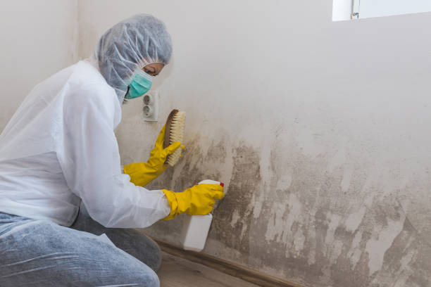 Best Post-Flood Mold Remediation in Harahan, LA
