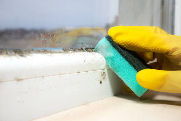 Best Bathroom Mold Remediation in Harahan, LA