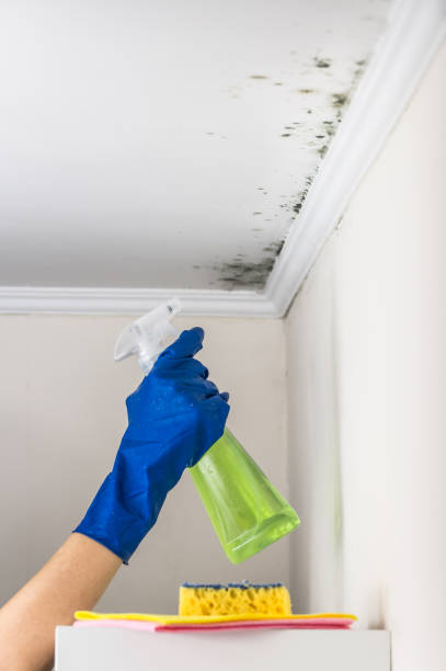 Best Residential Mold Remediation in Harahan, LA